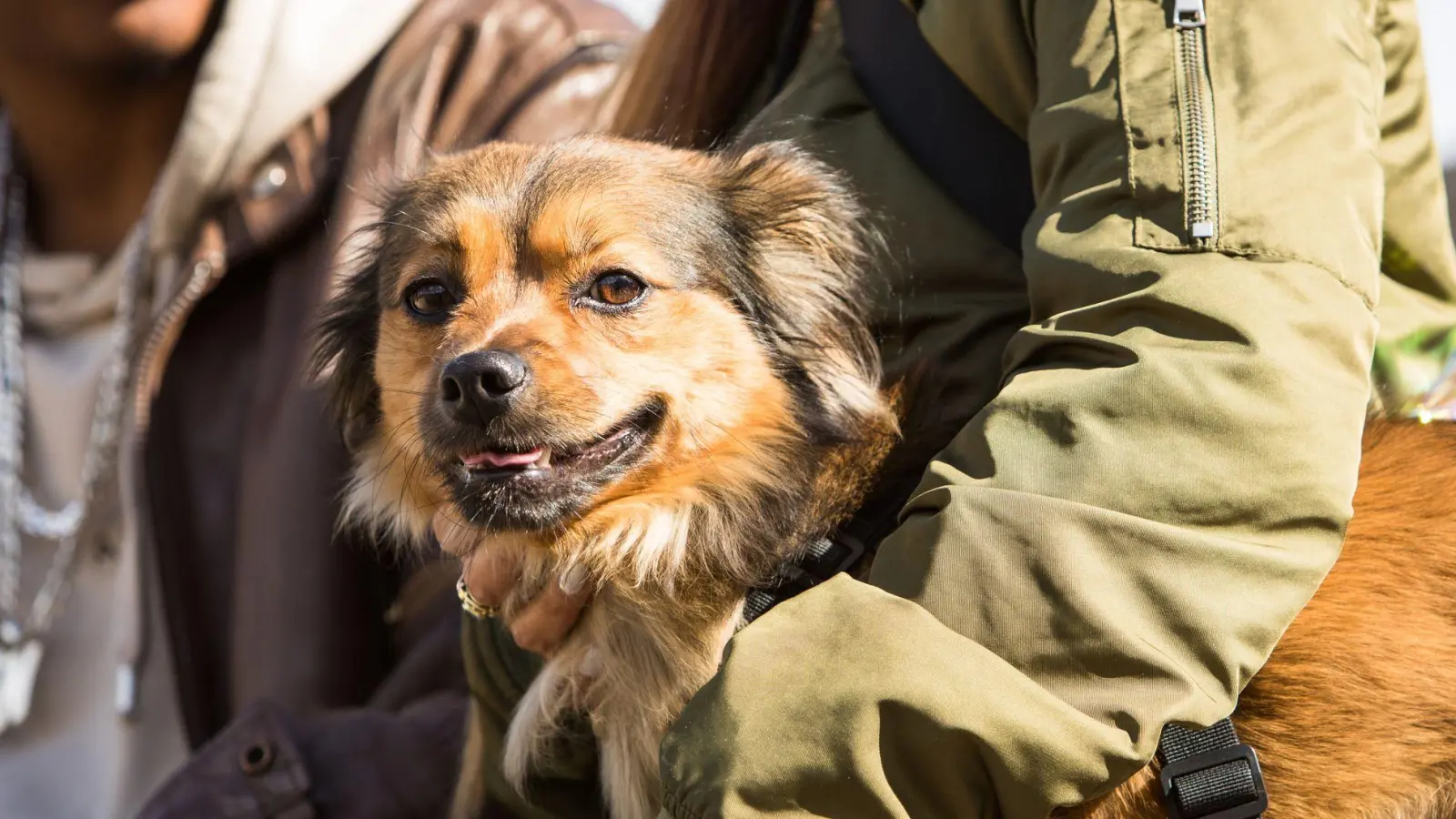 Auch Hunde können an Demenz erkranken – doch mit den richtigen Methoden können Halter vorbeugen. (Foto: Christin Klose/dpa-tmn)