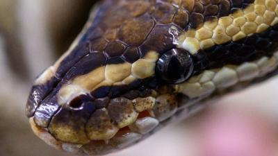 Pythons sind ungiftig und töten ihre Beute dadurch, dass sie sie umschlingen. (Foto: Christophe Gateau/dpa)