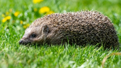 Ein Tier kauert am Boden, bewegt sich nicht: Ist das normal oder braucht es Hilfe? Eine App soll helfen.  (Foto: Armin Weigel/dpa)