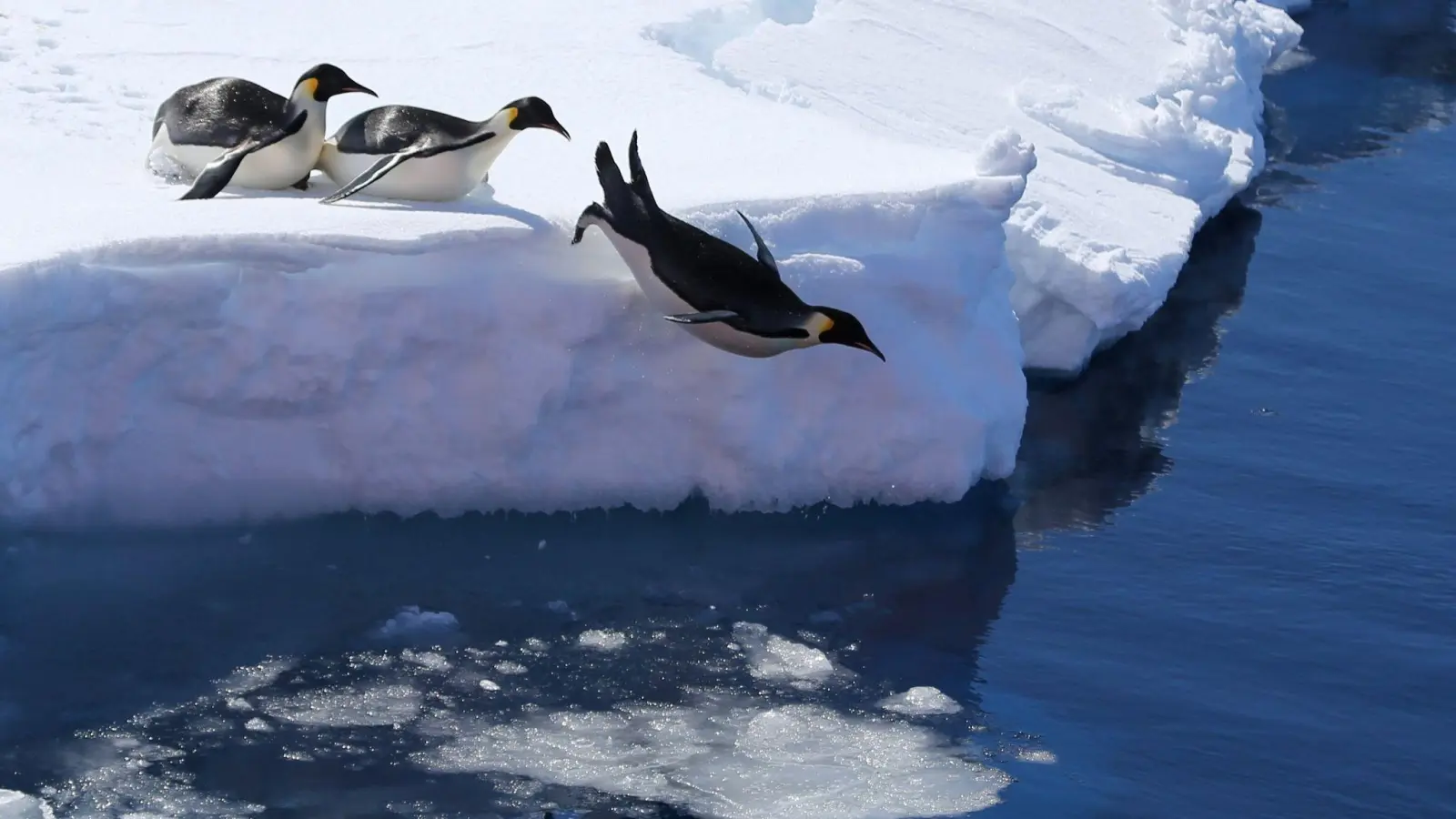 Kaiserpinguine springen von einer Eiskante ins antarktische Meer. (Foto: Liu Shiping/XinHua/dpa)