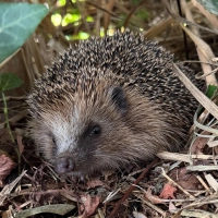 Igel können etwas Unterstützung gebrauchen, um gesund über den Winter zu kommen. (Foto: Bund Naturschutz/M.Gehret)