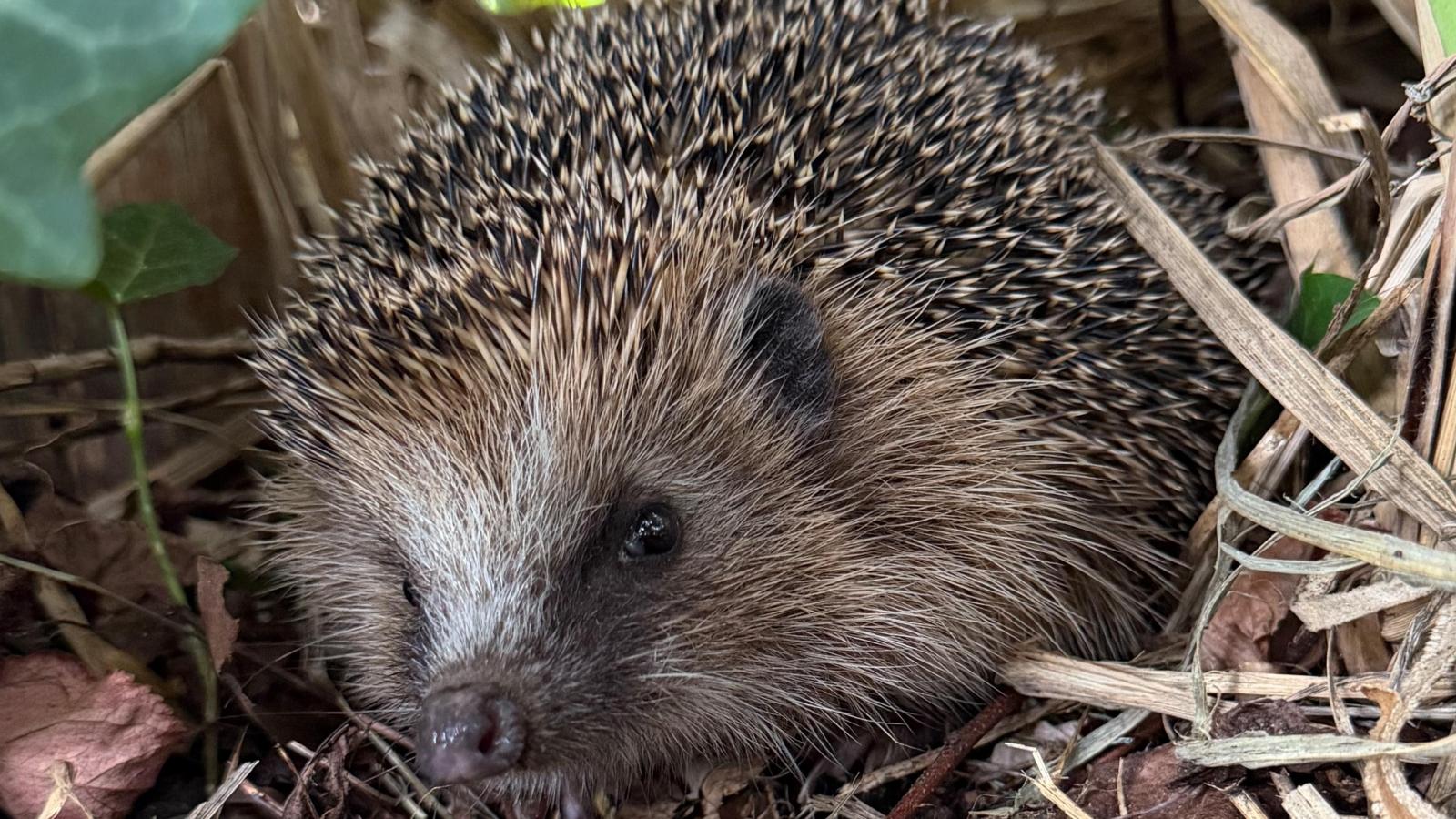 Hedgehogs are hungry again: German Association for Nature Conservation ...