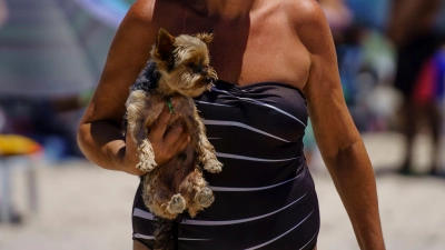 Hunde können meist gut mit in den Urlaub genommen werden, wenn die Unterkunft tierfreundlich ist. (Foto: Diorgenes Pandini/dpa)