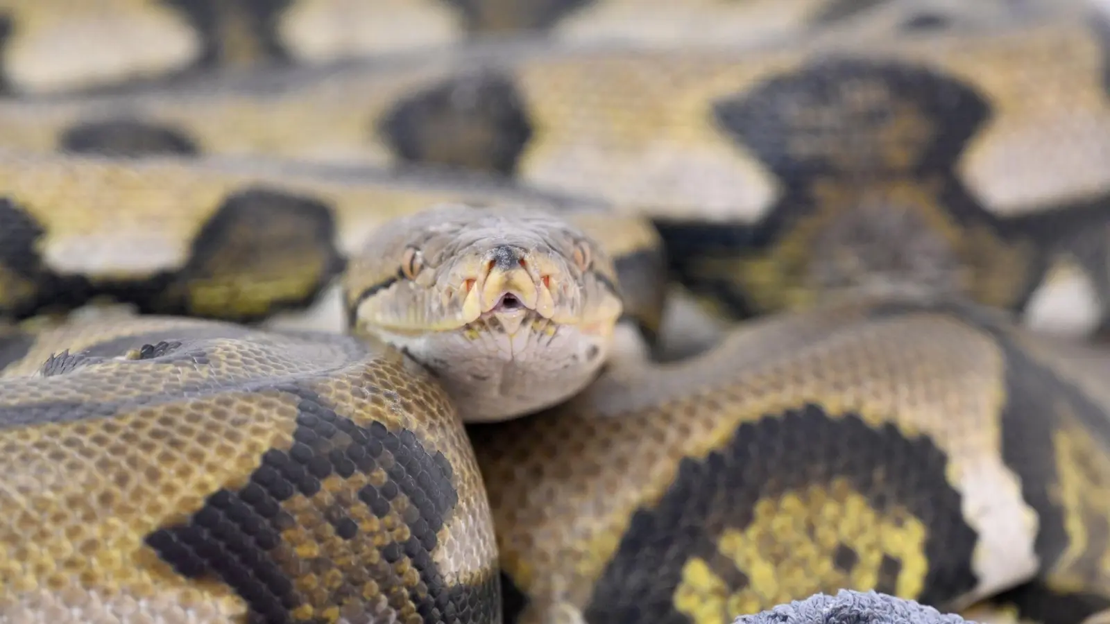 Netzpythons gehören zu den größten Schlangenarten der Welt. (Symbolbild)  (Foto: Felix Hörhager/dpa)