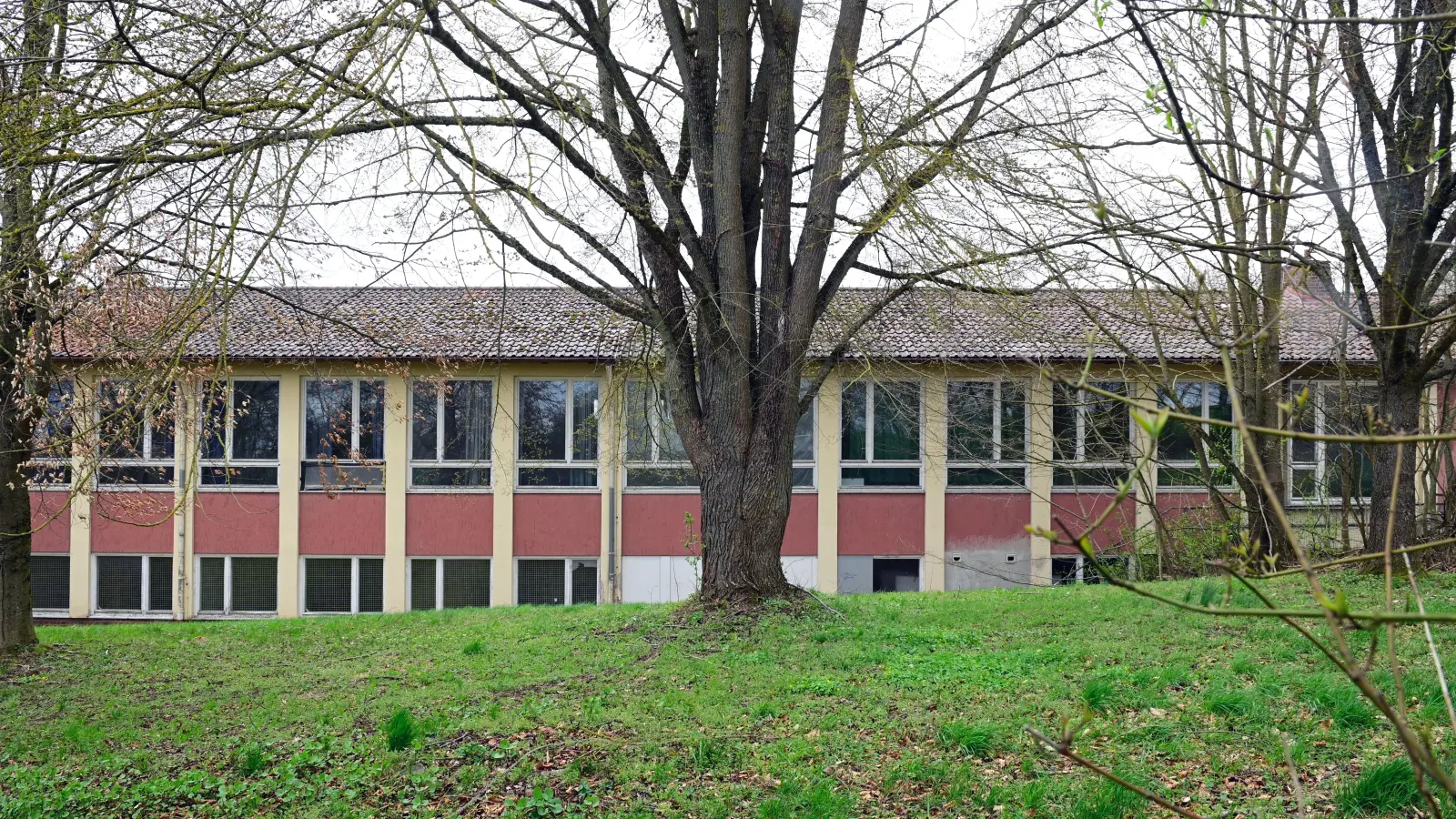 Um diese Flatterulme auf dem ehemaligen Schulgelände in Obereichenbach wurde 2022 lebhaft gestritten. Der Baum steht bis heute – die alte Schule aber auch. (Archivfoto: Jim Albright)