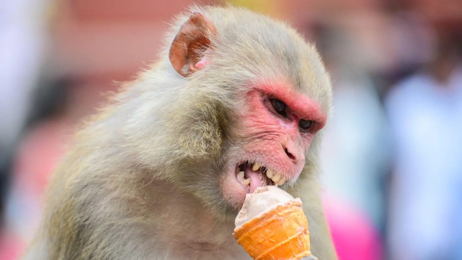 Erfrischung - Ein Affe genießt ein Eis in Kathmandu.  (Foto: Safal Prakash Shrestha/ZUMA Press Wire/dpa)