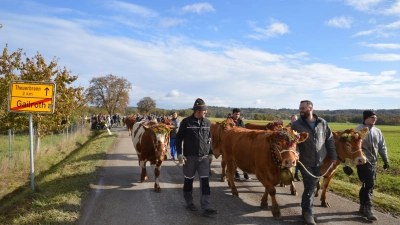 Rinder und Menschen haben die zwei Kilometer lange Strecke von Theuerbronn nach Gailroth gut überstanden. (Foto: Peter Tippl)