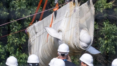 Mit aufwendigem Transport wurden die Tiere umgesiedelt. (Archivbild) (Foto: Carlos Osorio/The Canadian Press via AP/dpa)