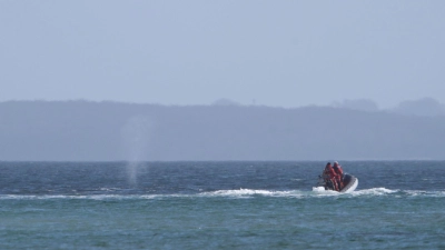 Experten beobachten den Wal von einem Schlauchboot aus. (Foto: Marcus Brandt/dpa)