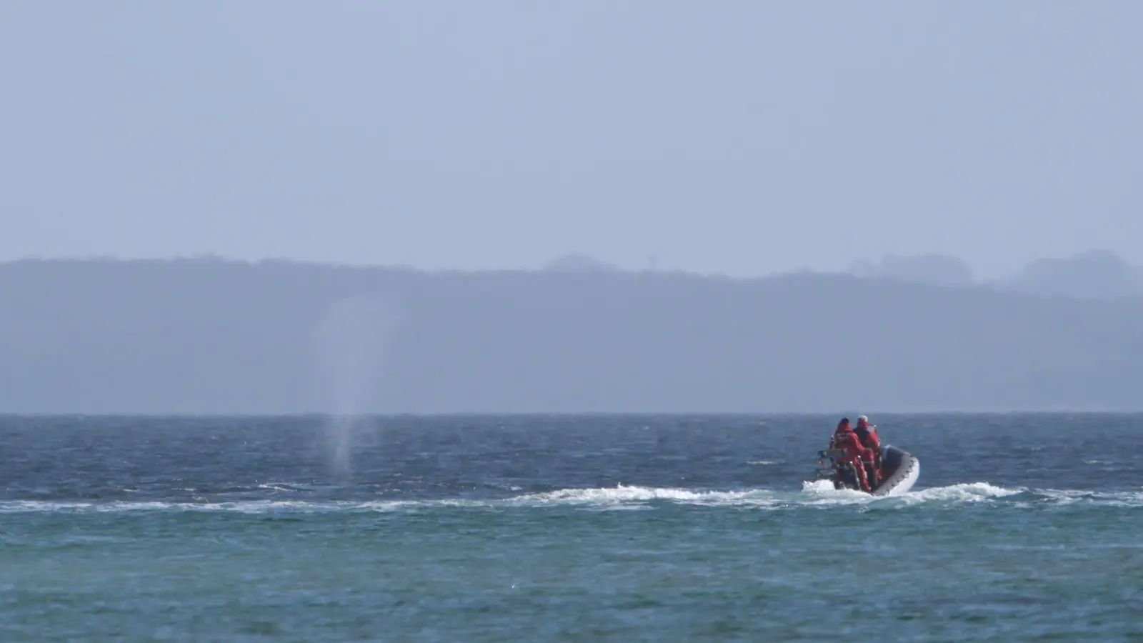 Experten beobachten den Wal von einem Schlauchboot aus. (Foto: Marcus Brandt/dpa)