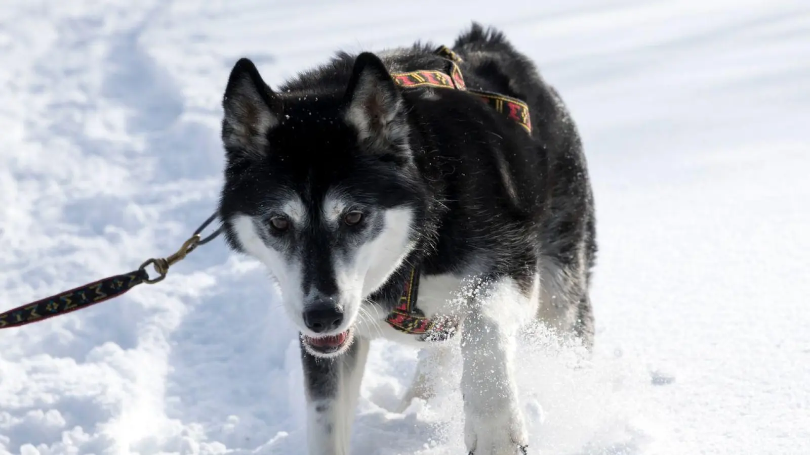 Huskys lieben Schnee und Kälte, ihnen wird garantiert nicht kalt. Mäntel haben auf diesen Hunden nichts verloren. (Foto: Florian Schuh/dpa-tmn)