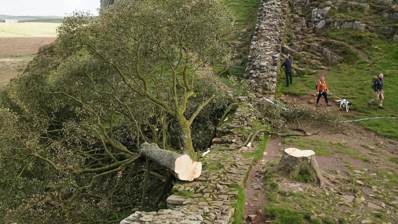 Der ikonische Baum war im September 2023 gefällt worden. (Archivbild) (Foto: Owen Humphreys/Press Association/dpa)