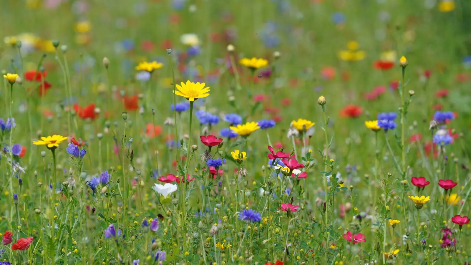 Eine bunte Blühwiese macht nicht nur optisch was her, sie ist auch pflegeleicht - mähen muss man sie nur einmal im Jahr. (Foto: Marcus Brandt/dpa/dpa-tmn)