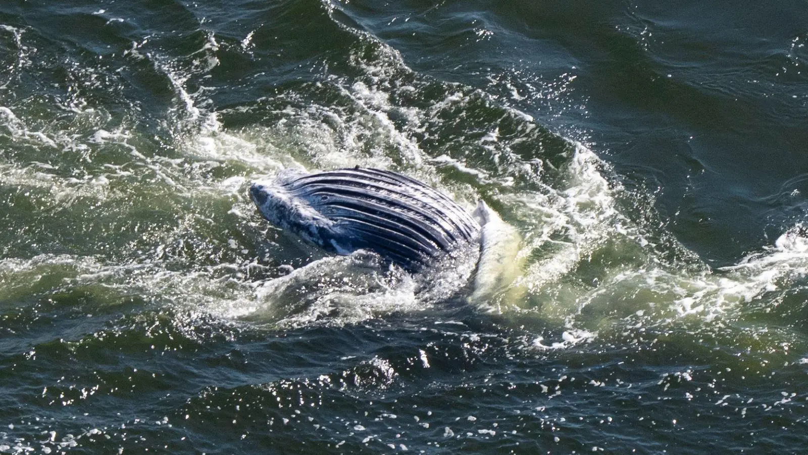 Im Greifswalder Bodden ist ein toter Wal entdeckt worden. (Foto: Philip Dulian/dpa)