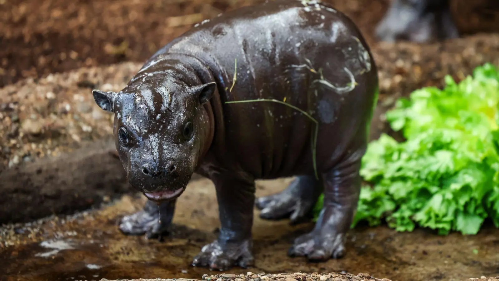 Nachwuchs im Duisburger Zoo: Zwergflusspferd Panya zeigt sich erstmals den Besuchern. (Foto: Christoph Reichwein/dpa)