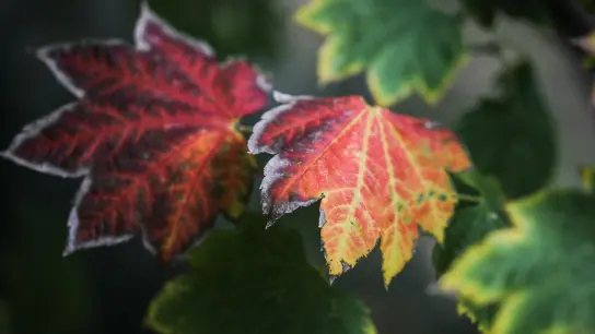 Die schönste Seite des Herbstes: Die Verfärbung der Blätter, etwa am Wein-Ahorn  (Acer Circinatum). (Foto: Frank Rumpenhorst/dpa-tmn)