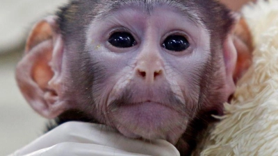 Bei der Geburt vor knapp zwei Monaten wog das Äffchen bloß 443 Gramm. (Foto: Fernando Carranza Garcia/dpa)