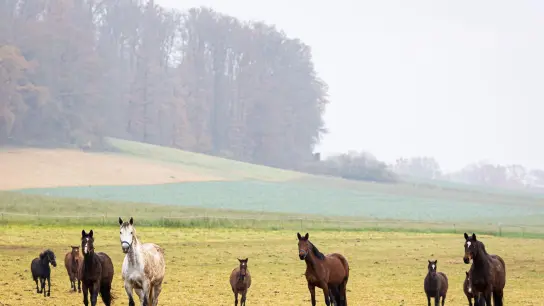 Pferde auf einer Wiese. Wenn ihr Tier einen anderen Reiter abwirft, müssen Pferdebesitzer für die Behandlungskosten aufkommen. (Foto: Moritz Frankenberg/dpa)
