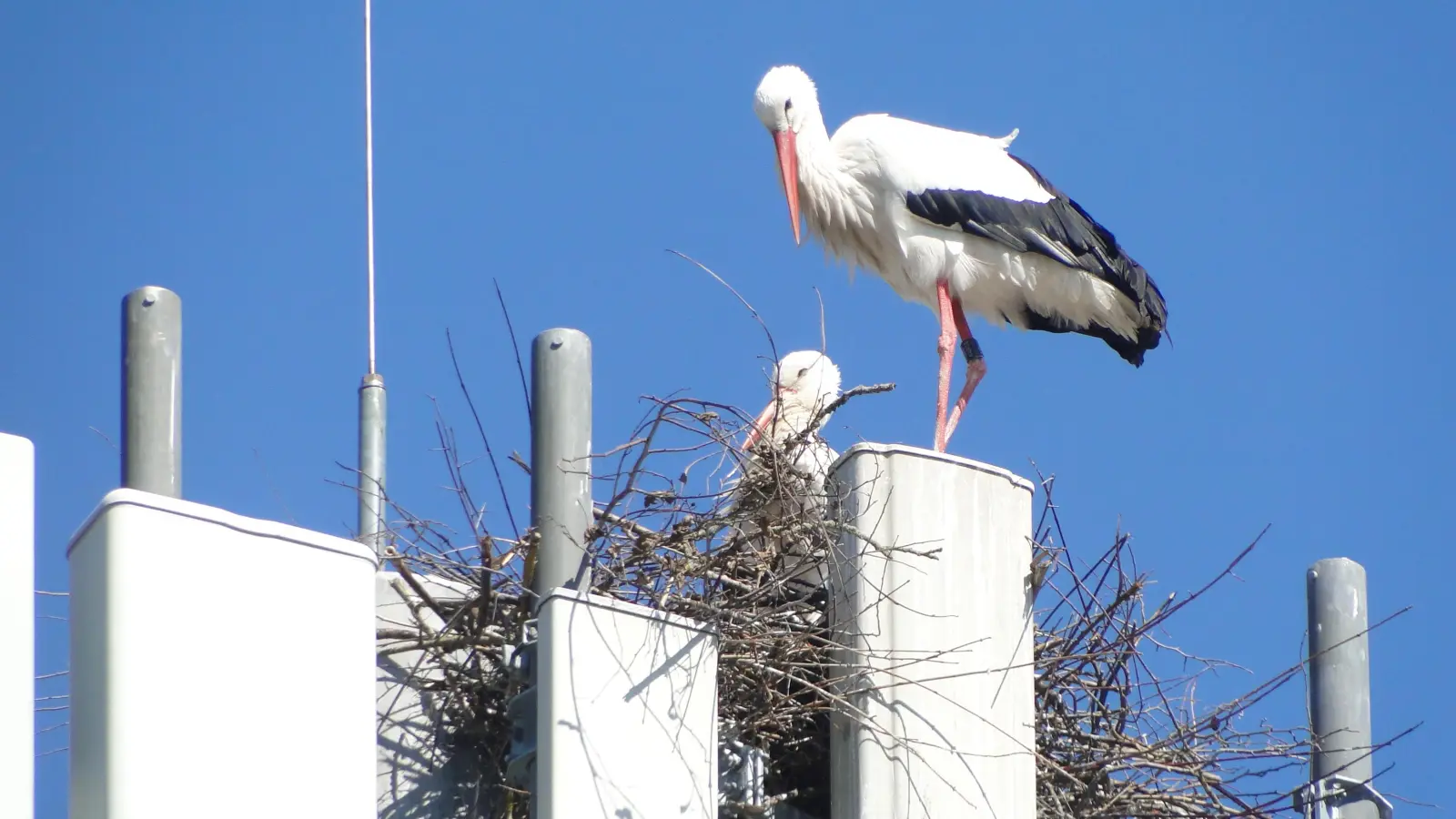 Zwischen den Mobilfunk-Antennen hat das Storchenpaar seine Kinderstube gebaut. (Foto: Winfried Vennemann)