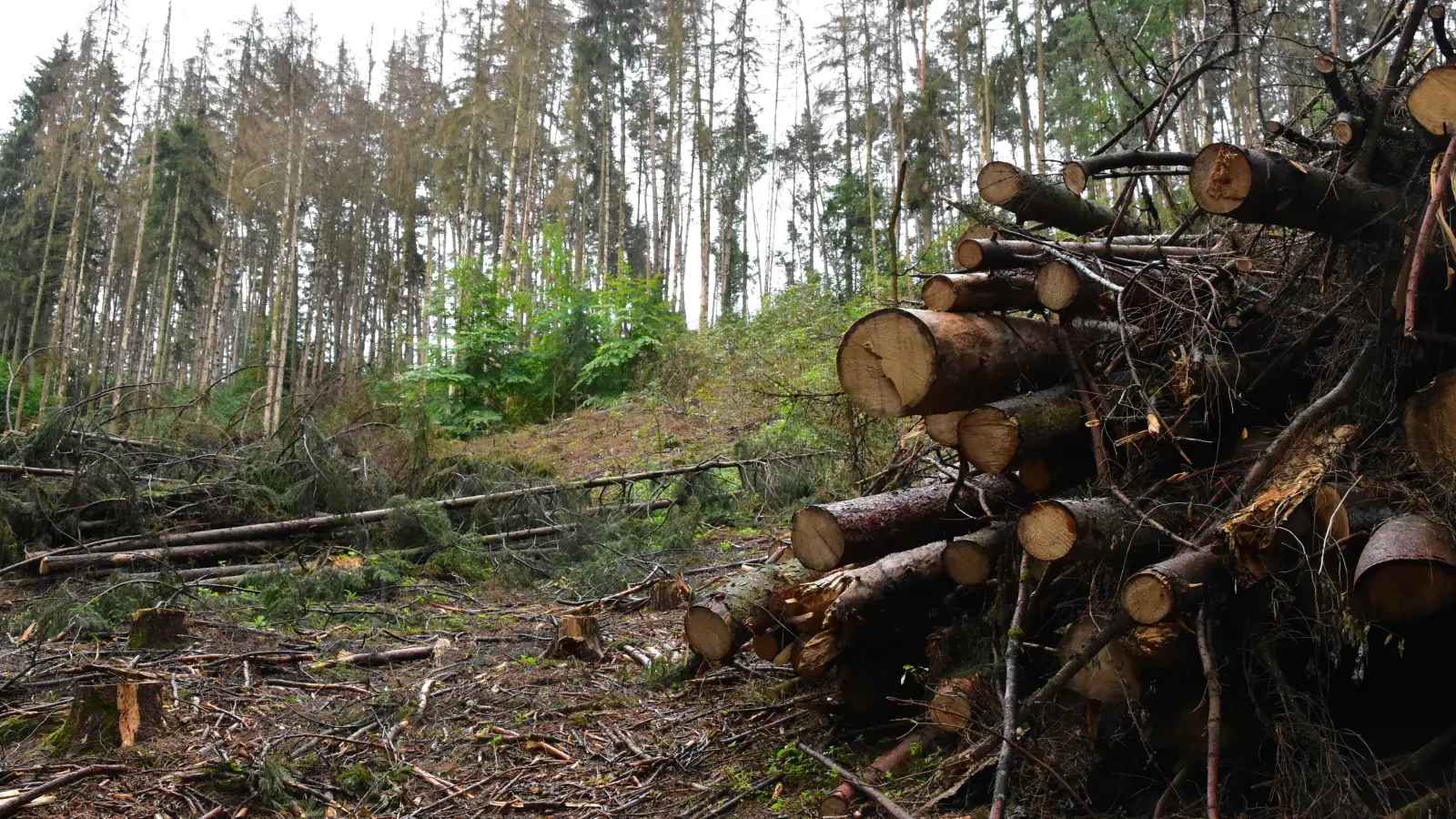 Rechtzeitiger Unterbau der Wälder kann die schwierige Neubegründung eines jungen Waldes nach einem Borkenkäferbefall erleichtern. (Foto: Fritz Arnold)