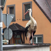 Dieser Storch hat den Regen auch abbekommen: Nach dem Unwetter irrten zahlreiche Jungtiere in Uehlfeld umher. (Foto: Kreisfeuerwehrverband NEA/Rainer Weiskirchen)