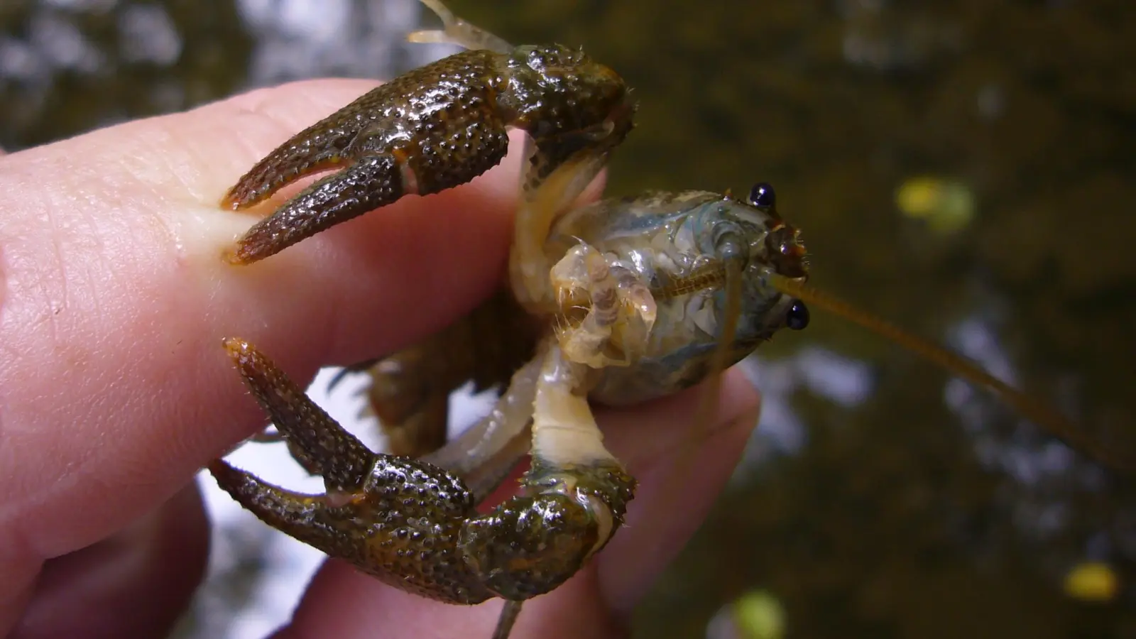 Der Steinkrebs war einst in vielen Bächen Westmittelfrankens zu entdecken, jetzt gibt es ihn nur noch selten.  (Foto: Ulrich Meßlinger)