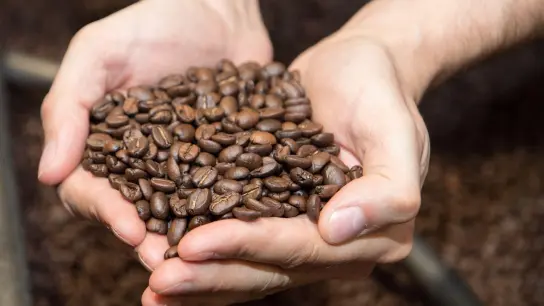 Bei fertig gerösteten Kaffeebohnen gibt es festgelegte Richtwerte für den Acrylamidgehalt, die Lebensmittelunternehmer beachten müssen. Bei selbst gerösteten Bohnen hat man darüber keinerlei Überblick. (Foto: Robert Günther/dpa-tmn)