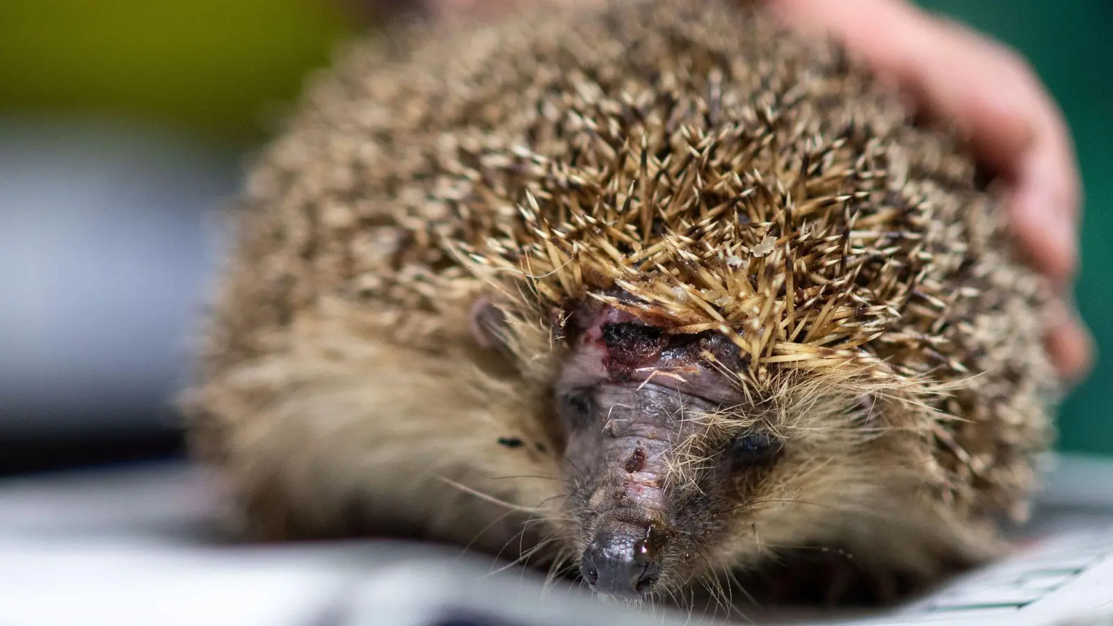 Mähroboter nur noch tagsüber  - das fordern die Grünen zum Schutz von Igeln. (Archivbild) (Foto: Marius Becker/dpa)