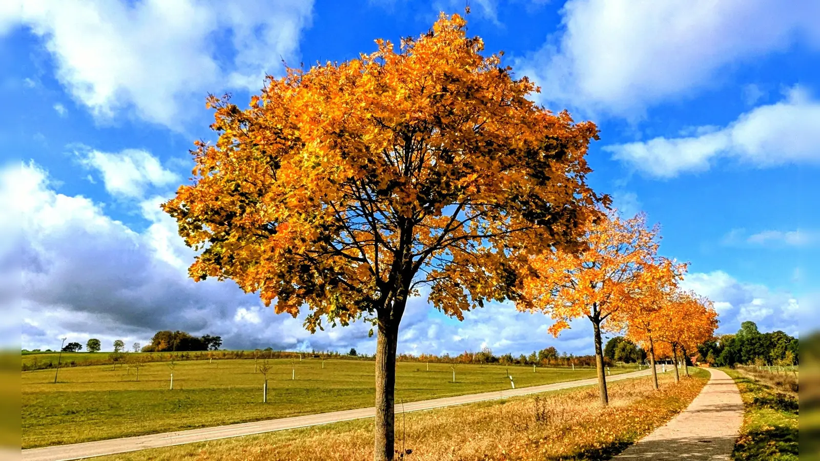 Goldener Herbst - gesehen zwischen Dinkelsbühl und Diederstetten (Foto: Ruth Zinnecker-Hammerich )