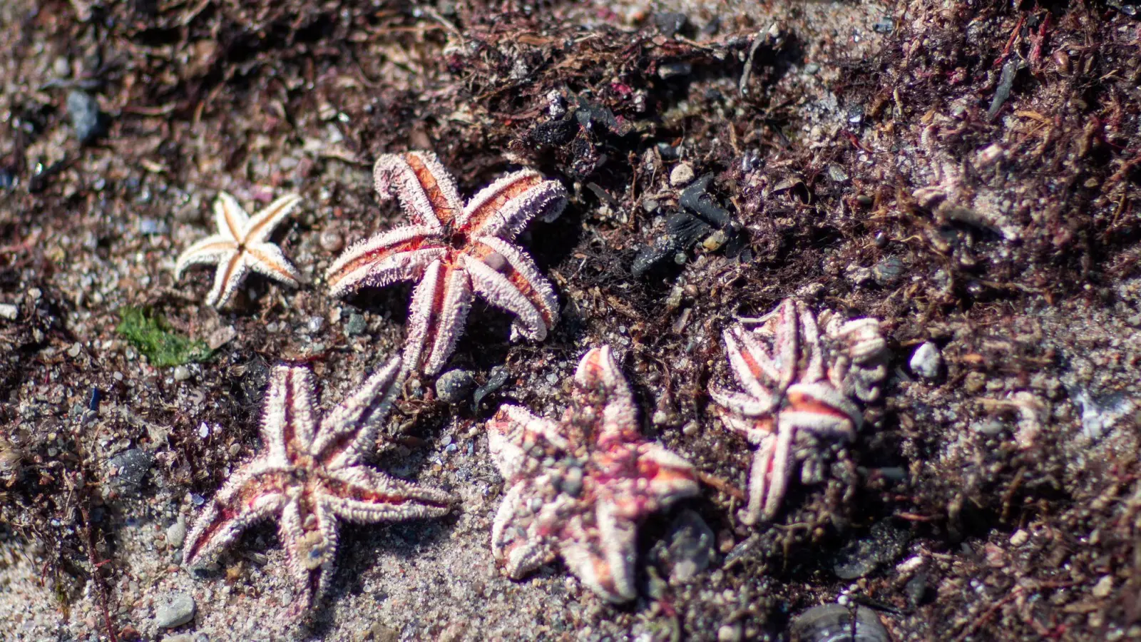 Mit Hilfe von Video-Aufzeichnungen entdeckten die Forscher unter anderen Seesterne auf den Munitionsresten (Symbolbild).  (Foto: Jens Büttner/dpa-Zentralbild/dpa)