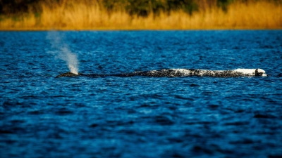 Der Buckelwal liegt unverändert im Flachwasser vor der Insel Poel. (Foto: Jens Büttner/dpa)