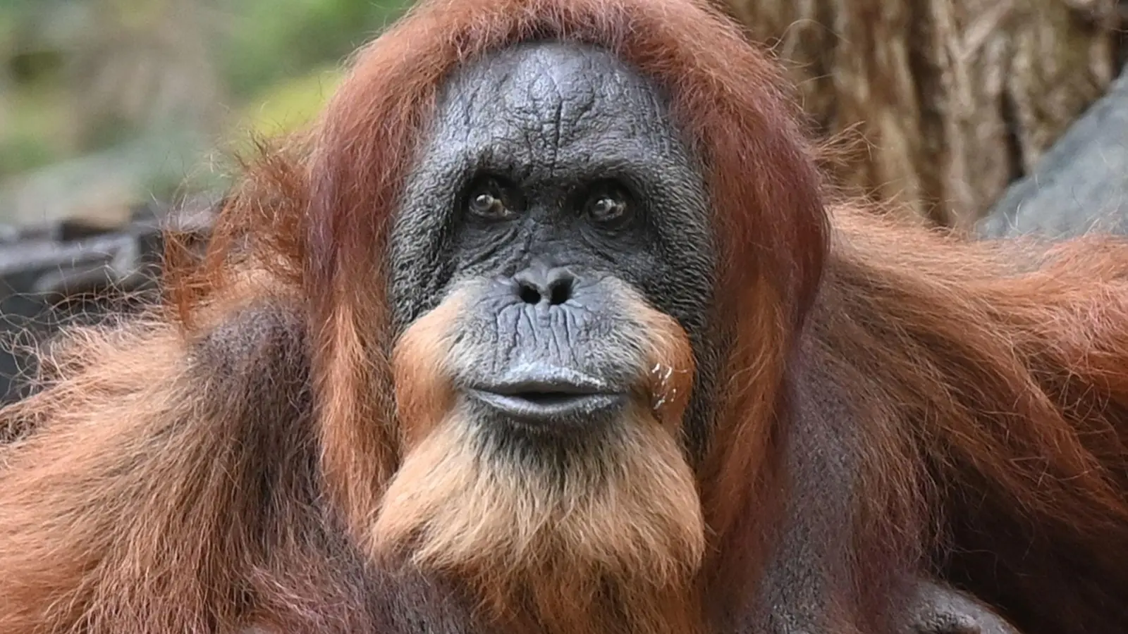 Seit mehr als 60 Jahren lebt Bella schon im Tierpark Hagenbeck - dank menschlicher Pflege und medizinischer Versorgung.  (Foto: David Hammersen/dpa)