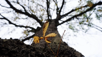 Eigentlich verliert die Rosskastanie erst im Herbst ihre Blätter - es kann aber auch schon mal im Sommer vorkommen. (Foto: Marcus Brandt/dpa/dpa-tmn)