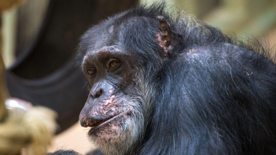 Schimpansen sind bei Tierpark-Gästen sehr beliebt. (Symbolbild) (Foto: Oliver Dietze/dpa)