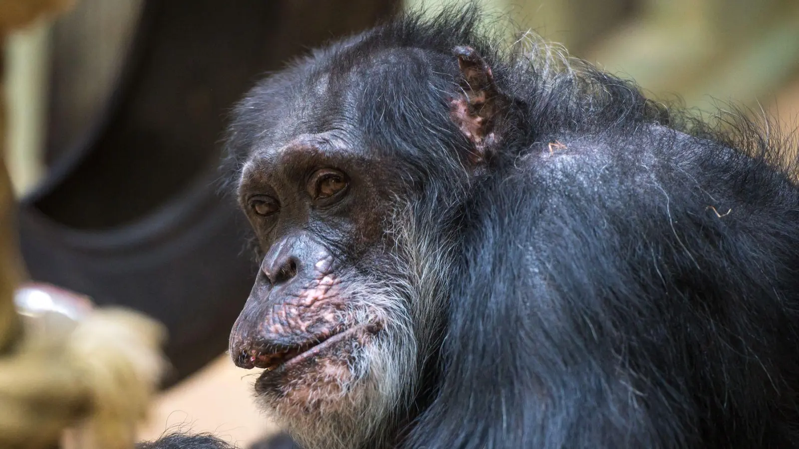 Schimpansen sind bei Tierpark-Gästen sehr beliebt. (Symbolbild) (Foto: Oliver Dietze/dpa)