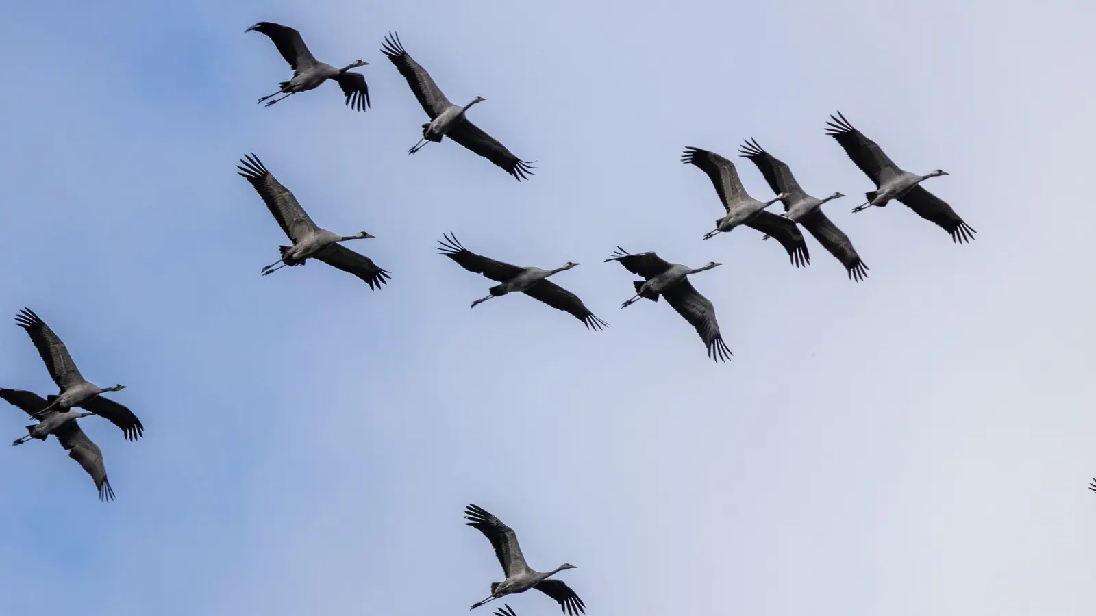 Zurzeit gibt es mehr als 100.000 Kraniche im ganzen Land. (Archivbild) (Foto: Frank Hammerschmidt/dpa)