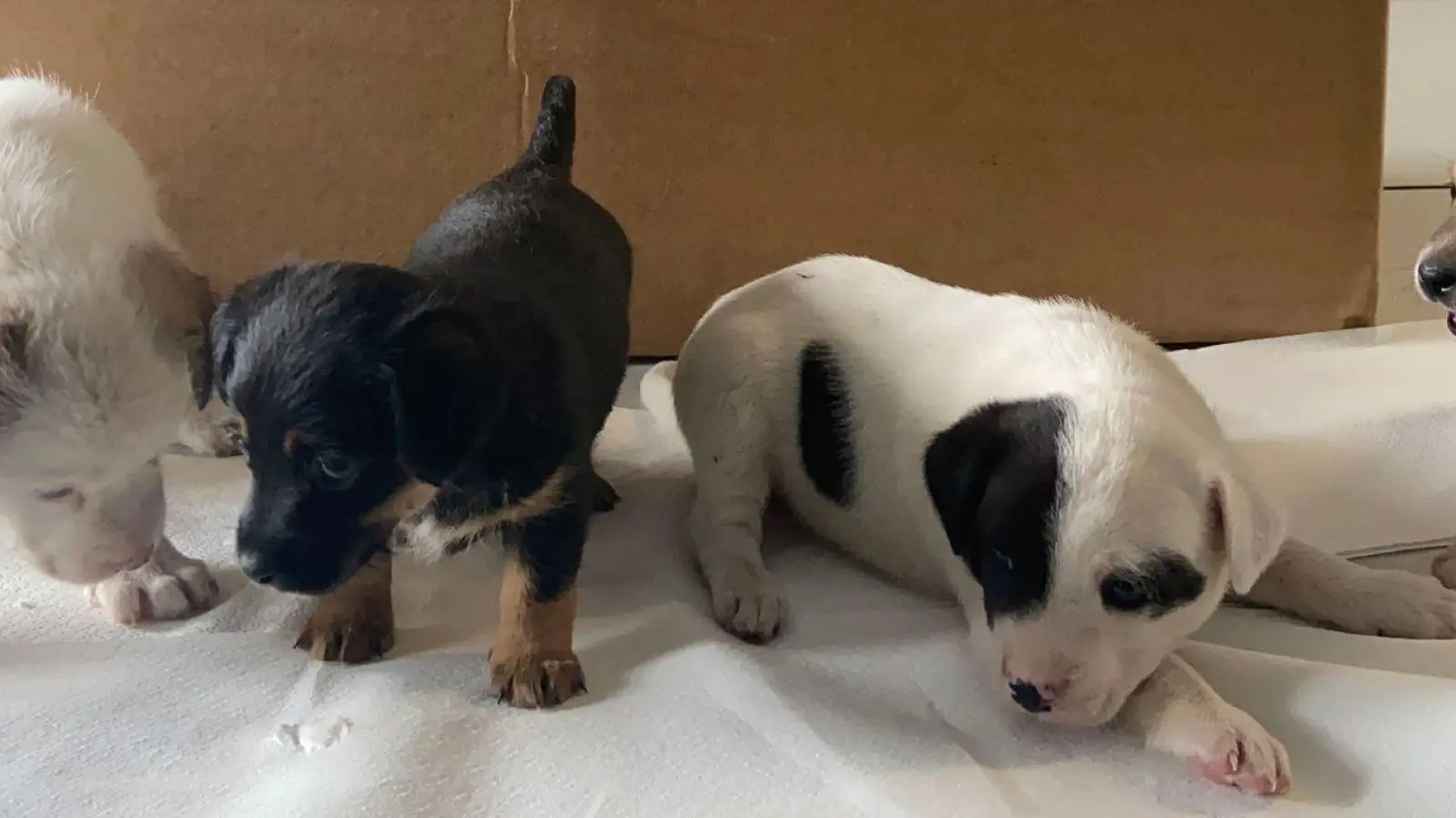 Die Welpen posieren für ein Foto von der Polizei. (Foto: -/Grenzpolizeiinspektion Passau/dpa)