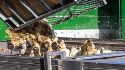 Wegen der Geflügelpest müssen in Deutschland derzeit viele Tausend Hühner, Gänse, Enten und Puten gekeult werden. (Foto: Frank Hammerschmidt/dpa)
