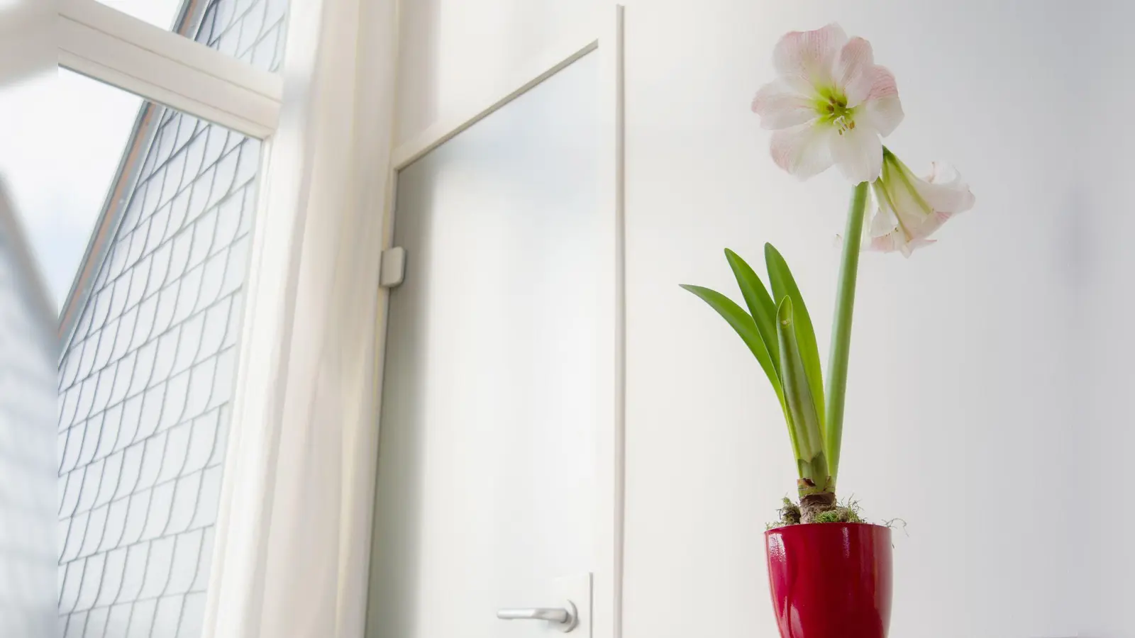 Die Amaryllis mag es hell, verträgt aber keine direkte Mittagssonne. (Foto: Andrea Warnecke/dpa-tmn)