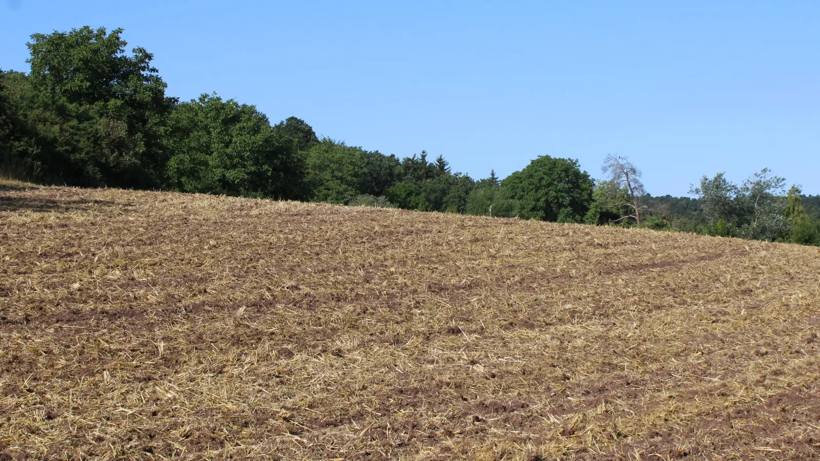 Auf dieser Fläche am Knollenbuck wollte ein Investor ein Wohngebiet mit bis zu 30 Wohneinheiten entwickeln. Der Stadtrat und der Bauausschuss haben allerdings gegen das Vorhaben gestimmt. (Foto: Constantin Prosch)