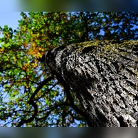 Sonne und milde Temperaturen werden in Bayern erwartet. (Archivbild) (Foto: A4366 Sven Hoppe/dpa)