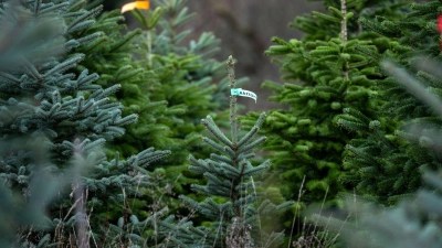 Hier stehen die Christbäume noch auf einer Plantage. Beim Transport hat es ein Händler in Lohr am Main etwas zu gut gemeint. (Symbolbild) (Foto: Pia Bayer/dpa)