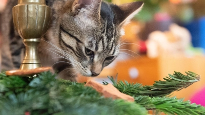 Weihnachtsbaum, Lametta, Schokolade und andere Leckereien sind für Haustiere ungeeignet und können zu schweren gesundheitlichen Schäden führen. (Foto: Franziska Gabbert/dpa-tmn)