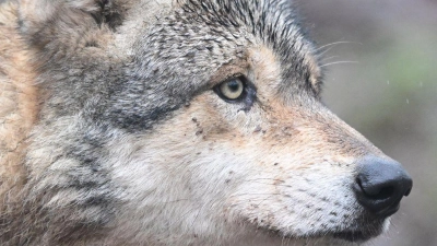 Dieser Wolf wurde in einem Gehege in Baden-Württemberg fotografiert - doch es gibt auch viele Wölfe in freier Wildbahn in Deutschland. (Foto: Bernd Weißbrod/dpa)