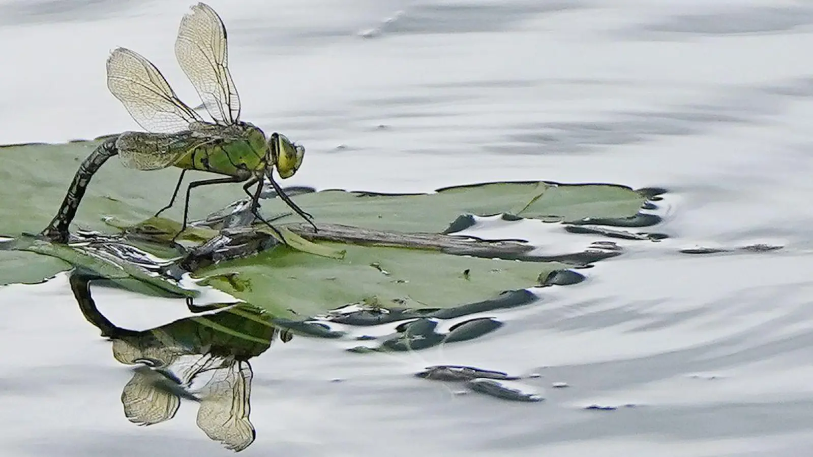 Für Insekten sind Pyrethroide, die unter anderem in Pflanzenschutzmitteln stecken, besonders gefährlich. (Archivbild) (Foto: Niall Carson/PA Wire/dpa)