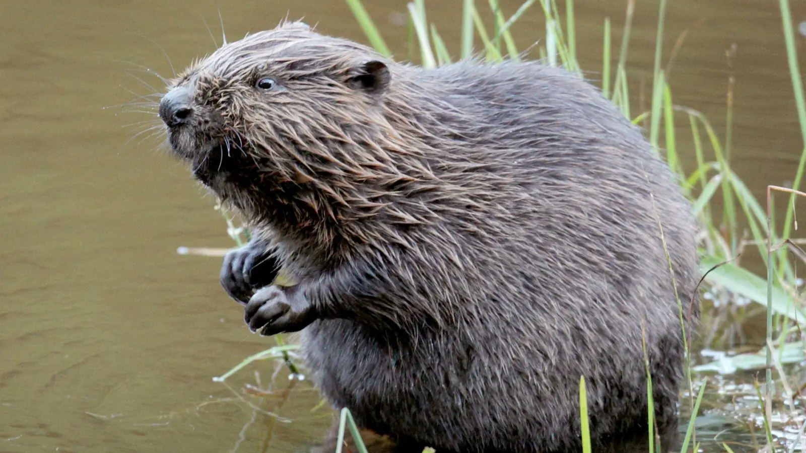 Der Kampf zwischen Bibern und Senior soll fünf Jahre lang angedauert haben. (Symbolbild) (Foto: Felix Heyder/dpa)