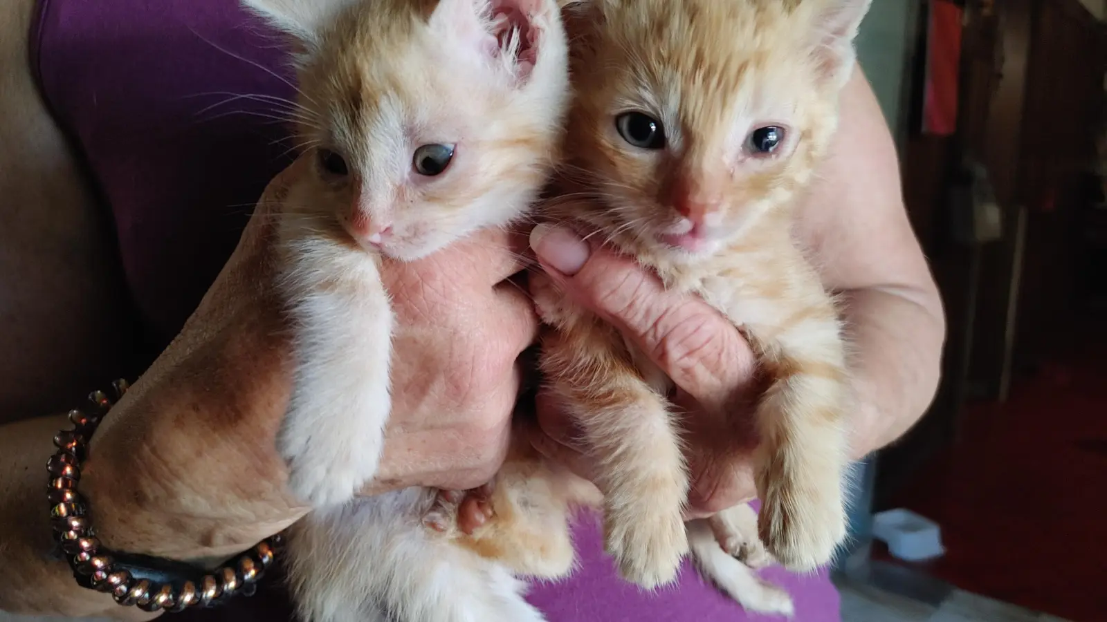 Diese beiden Katzenbabys haben vorübergehend ein neues Zuhause in Bad Windsheim gefunden. Sie wurden bei 33 Grad in der sengenden Sonne ausgesetzt. (Foto: Katrin Merklein)
