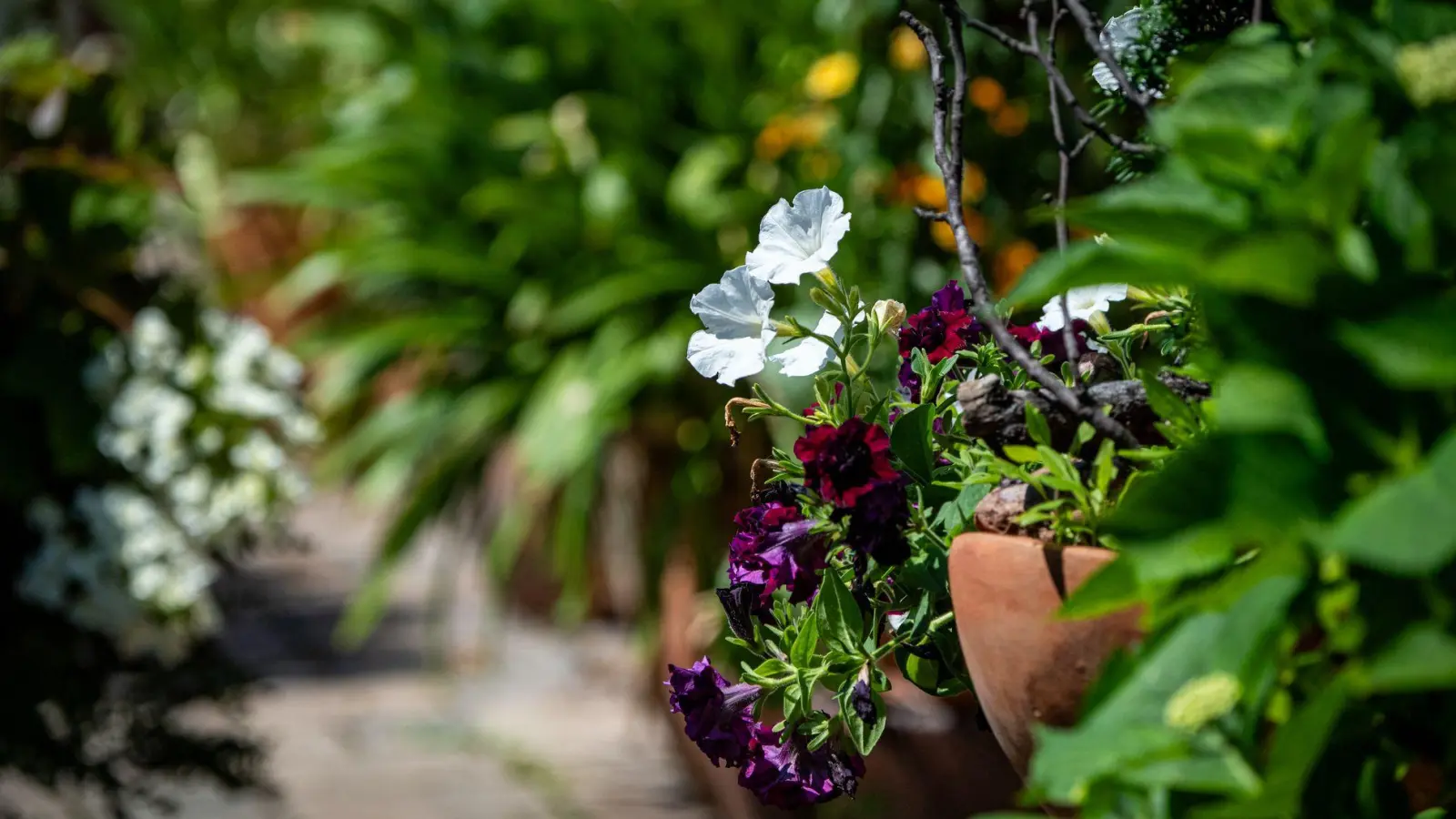 Kaum Platz? Auch ein kleiner Garten lässt sich mit ein paar Tricks in einen Dschungel verwandeln. (Foto: Zacharie Scheurer/dpa-tmn)