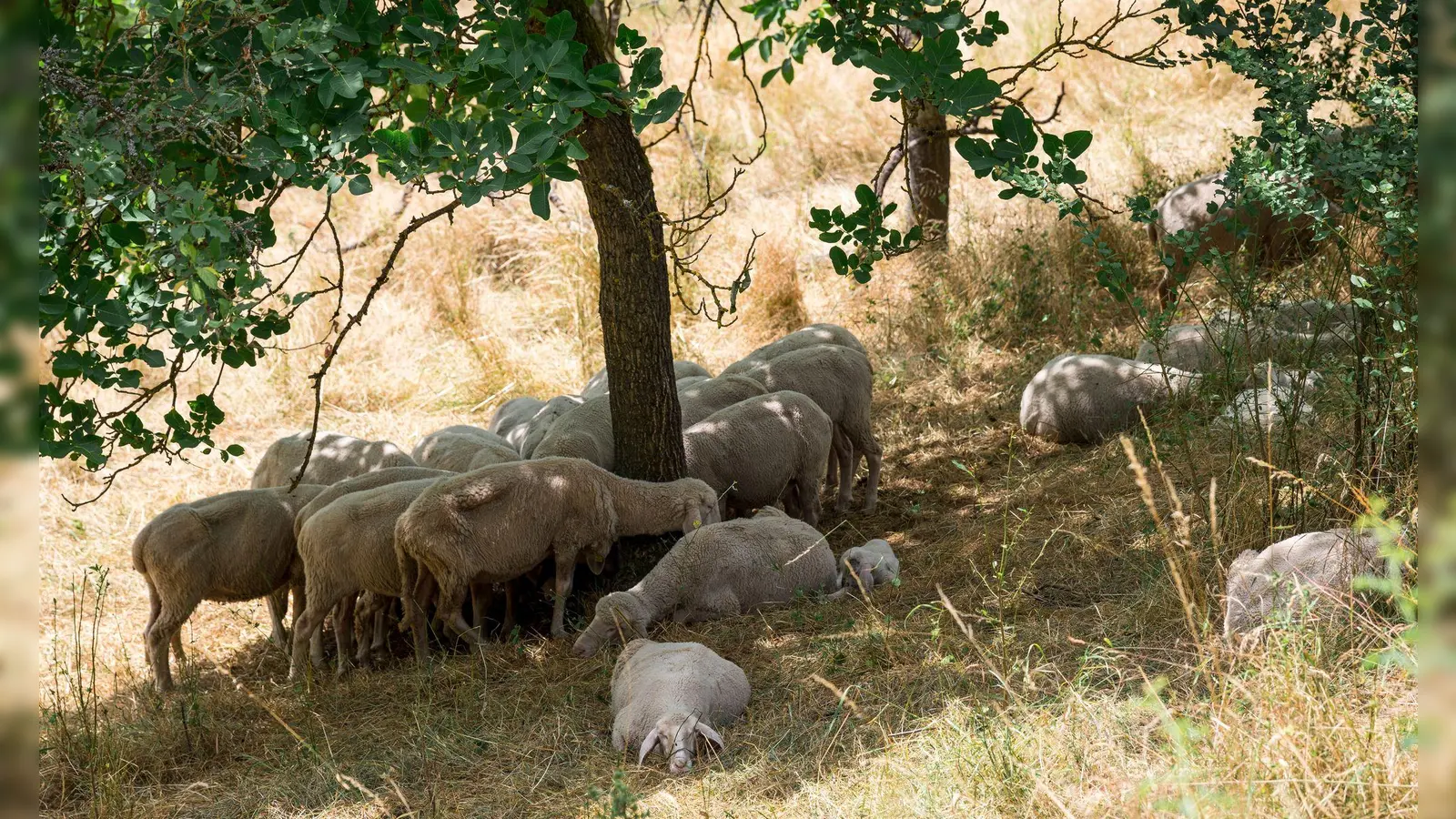 Wer kann, sucht Schutz vor der heißen Sonne im Schatten. Für viele Tiere und Pflanzen in Bayern könnte die aktuelle Dürre langfristige Folgen haben. Umweltschützer warnen vor irreparablen Schäden für ganze Ökosysteme. (Archivbild)  (Foto: Daniel Vogl/dpa)