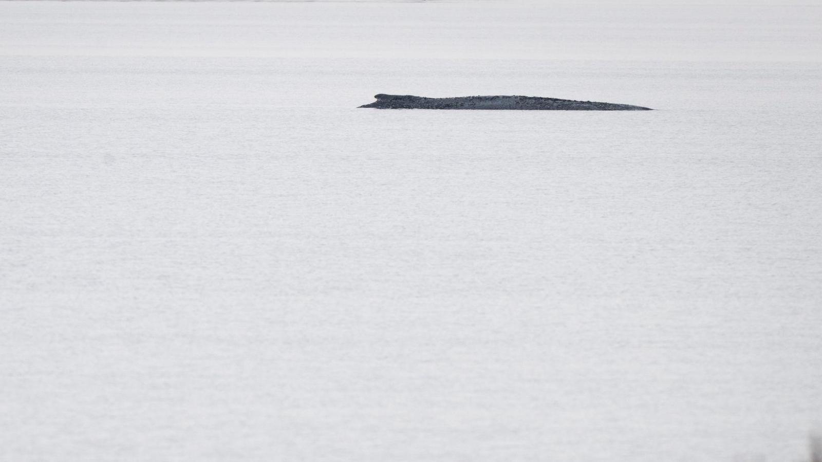 Demos & Connor im Shitstorm: Woher kommt die Wut um den Wal? | FLZ.de